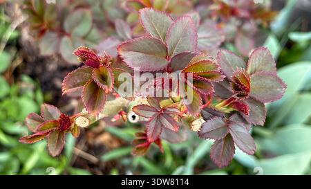 Primo piano di una rosa rosso-verde senza fiori. Foto Stock