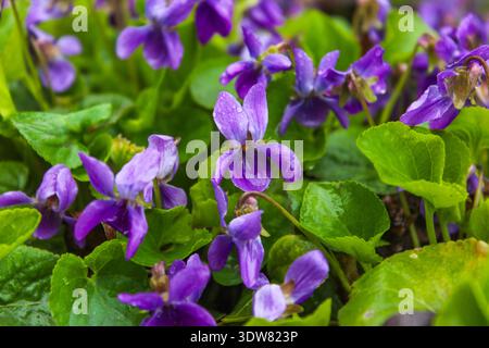 Campo di fiori viola che fiorisce in primavera. Il primo fiore primaverile è Viola odorata. Foto Stock