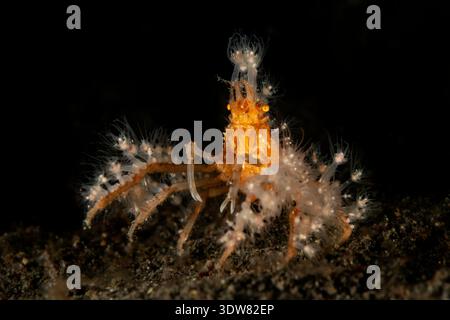 Achaeus spinosus, granchio ragno corallino molle, Lembeh, stretto di Lembeh, Mare delle Molucche, Indonesia Foto Stock