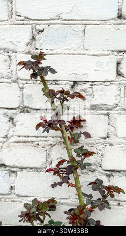 Piante di rosa rosso-verde senza fiori sullo sfondo bianco della parete di mattoni. Foto Stock