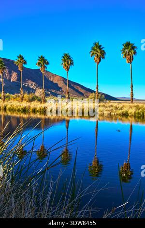 Palme riflesse nel laghetto del deserto del Mojave con cielo azzurro e erba Foto Stock