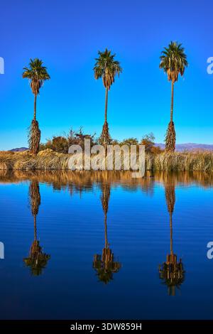 Palme riflesse nel tranquillo laghetto nella California Desert Oasis Foto Stock