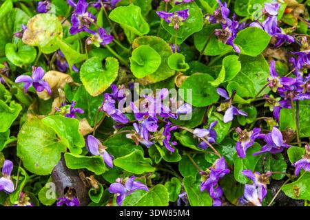 Campo di fiori viola che fiorisce in primavera. Il primo fiore primaverile è Viola odorata. Foto Stock