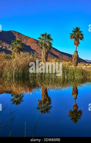Palme che si riflettono nel laghetto del deserto con erba e montagne in piena luce del sole Foto Stock