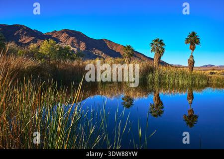 Palme e riflessioni al Desert Pond nell'oasi di Mojave California Foto Stock
