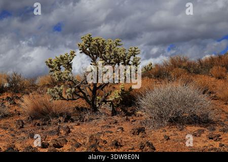 Cactus spinosi del deserto su un terreno di sabbia rossa circondato da pietre laviche e erbe secche, adagiati contro le nuvole scoscese e il cielo blu nello Snow Canyon, Utah. Foto Stock