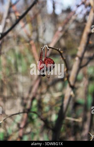 Essiccare le bacche di rosehip rosso sullo sfondo dei rami secchi. Foto Stock