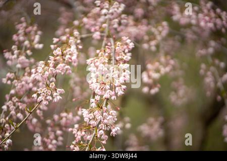 Albero sakura ciliegia in fiore, primo piano con messa a fuoco morbida. Primavera, stagione nella natura. Foto Stock