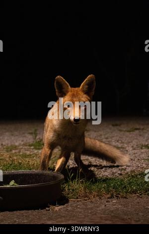 Fox fissa la fotocamera, Ritratto ravvicinato, Italia Foto Stock