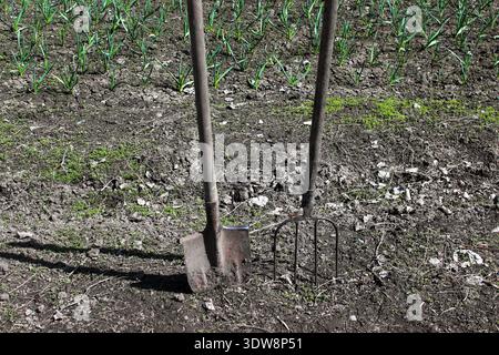 Forca da giardino e pala in acciaio inox in piedi nel terreno del giardino mentre si utilizza la pala da giardinaggio e l'attrezzatura forca. Foto Stock