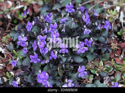 Violetto inglese, violetto comune, violetto legno, violetto dolce, violetto fiorista, o Viola da giardino, Viola odorata, Violaceae. Regno Unito, Europa. Foto Stock