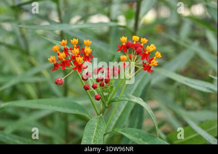 Fiori tropicali di Curassavica in fiore Foto Stock
