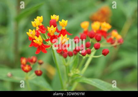 Fiori tropicali di Curassavica in fiore Foto Stock
