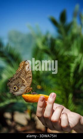 Grande farfalla di gufo arroccata su una fetta di arancio tenuta da una mano, su uno sfondo tropicale con cielo blu e foglie di palma Foto Stock