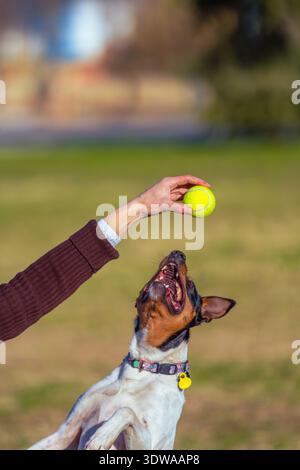 Primo piano di un cane giocoso che salta per prendere una palla da tennis dalla mano del proprietario nel parco. Foto Stock