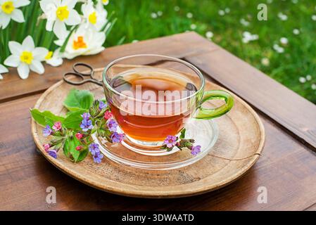 Una tazza di tè alle erbe con fiori freschi di mosto di pranzo o di polmonaria raccolti all'inizio della primavera Foto Stock