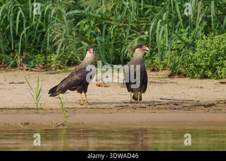 Due rapaci in piedi sulla riva circondati da piante, caracara crestata (Caracara plancus), Pantanal, Mato grosso, Brasile Foto Stock