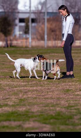 Giovane donna che guarda due cani giocare e socializzare su Green Grass nel parco pubblico Foto Stock