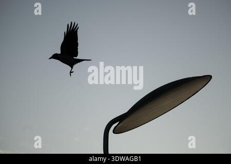 Berlino, Germania. 26 febbraio 2026. Un uccello decolla da una lanterna. Crediti: Sebastian Gollnow/dpa/Alamy Live News Foto Stock