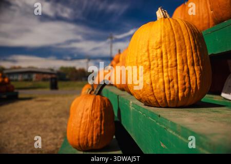 Primo piano di zucche arancioni luminose disposte su uno stand di legno verde presso un mercato agricolo locale in una giornata di sole d'autunno. Foto Stock