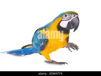 Blu-giallo macaw davanti a uno sfondo bianco Foto Stock