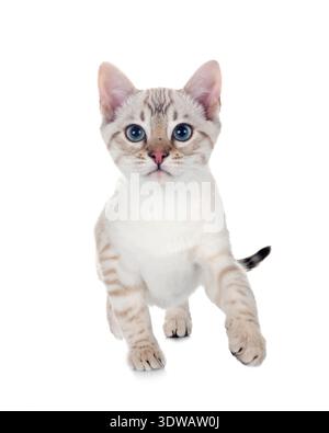 Gatto bengala davanti a uno sfondo bianco Foto Stock