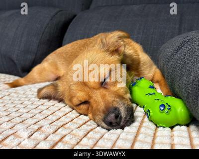 Piccolo cucciolo marrone che dorme tranquillamente su un divano accanto a un giocattolo verde Foto Stock