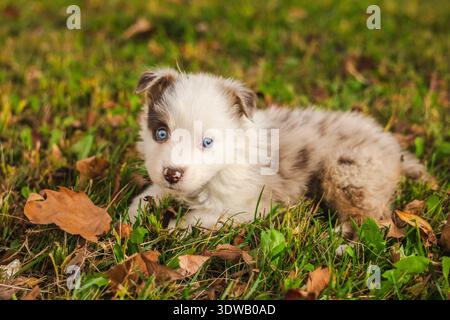 Cucciolo di pastore australiano dagli occhi azzurri steso su erba verde con foglie autunnali Foto Stock