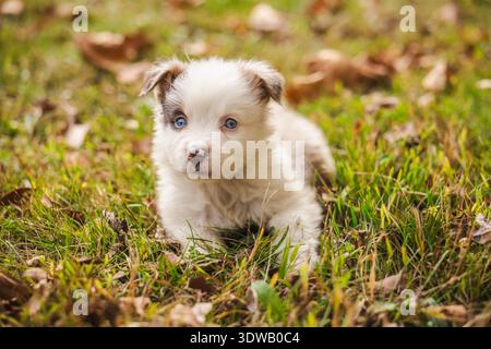 Simpatico cucciolo di pastore australiano con gli occhi blu sdraiato sull'erba autunnale all'aperto, guardando curiosamente la fotocamera Foto Stock