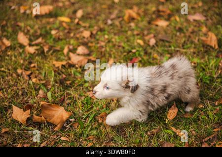 Cucciolo di pastore australiano con gli occhi blu che cammina attraverso le foglie autunnali cadute su erba verde, morbido cane color merle all'aperto nel parco Foto Stock