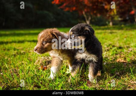 Due cuccioli di pastore australiani in piedi vicini su erba verde in un parco soleggiato con alberi rossi autunnali sullo sfondo Foto Stock