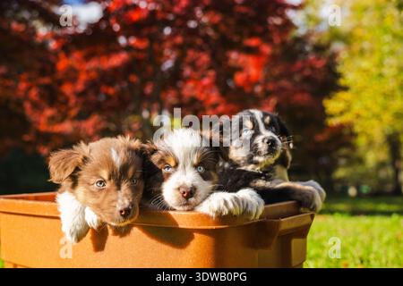 Tre cuccioli di pastore australiano che riposano insieme in una scatola marrone all'aperto in una giornata di sole autunnali con fogliame rosso e giallo sullo sfondo Foto Stock