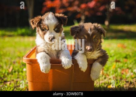 Due cuccioli di pastore australiani seduti insieme in un contenitore di plastica all'aperto in una giornata di sole. Foto Stock