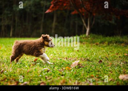 Il cucciolo Brown Australian Shepherd con zampe bianche attraversa un prato verde sotto gli alberi autunnali nella calda luce serale Foto Stock