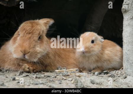 Un giovane coniglio di zenzero con le orecchie premute si siede vicino alla sua madre di zenzero all'ingresso della tana, entrambi riposano tranquillamente insieme nell'ambiente naturale Foto Stock