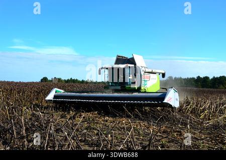 Kiev, Ucraina, 09.16.2023. mietitrebbia che lavora in un campo di girasole, falciando girasoli maturi e secchi. Il lavoro delle macchine agricole. Foto Stock
