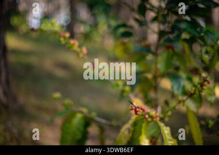 Immagine sfocata della raccolta di semi di caffè maturo rosso robusta arabica raccolta di frutti di bosco fattoria di caffè. Raccogliere chicchi di caffè maturi bacche rosse piantano caffè con semi freschi Foto Stock