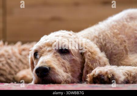 Un cane Labradoodle dall'aspetto triste, sdraiato con la testa piatta sul pavimento Foto Stock