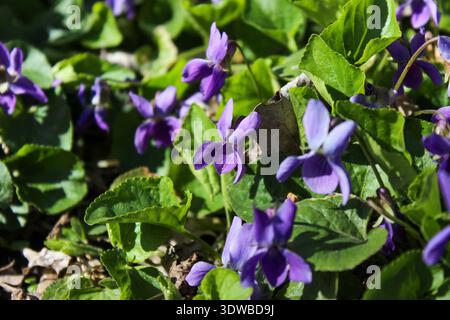Campo di fiori viola che fiorisce in primavera. Il primo fiore primaverile è Viola odorata. Foto Stock