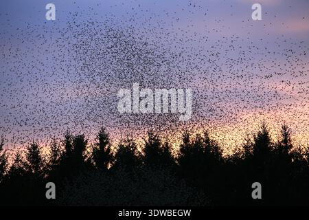 Von Januar bis März 2015 waren Millionen von Bergfinken Wintergäste in Hasel im Südschwarzwald, wo sie regelmäßig ein Waldstück als Schlafplatz bezogen. Ein einzigartiges Schauspiel bot sich den Ornithologen und Fotografen jeden Morgen beim Ausflug d Foto Stock