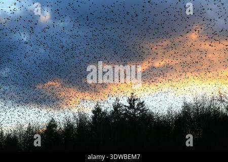Von Januar bis März 2015 waren Millionen von Bergfinken Wintergäste in Hasel im Südschwarzwald, wo sie regelmäßig ein Waldstück als Schlafplatz bezogen. Ein einzigartiges Schauspiel bot sich den Ornithologen und Fotografen jeden Morgen beim Ausflug d Foto Stock