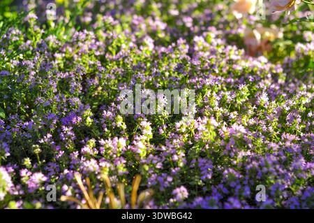 Un denso tappeto di piccoli fiori di timo viola inondati dalla calda luce del sole, che creano un tranquillo paesaggio naturale Foto Stock