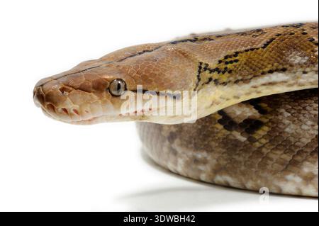 Pitone reticolato (Malayopython reticulatus) su sfondo bianco. Foto di studio con un campione di allevamento. Specie originarie del sud-est asiatico Foto Stock