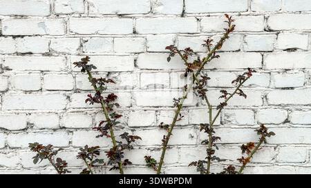 Piante di rosa rosso-verde senza fiori sullo sfondo bianco della parete di mattoni. Foto Stock