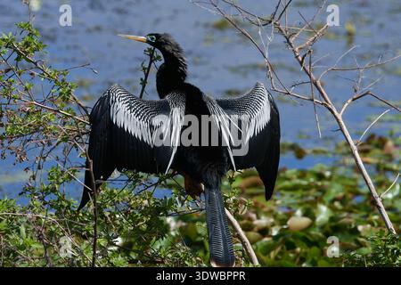 Anhinga anhinga leucogaster, Amerikanischer Schlangenhalsvogel, uccello serpente, anhinga Foto Stock
