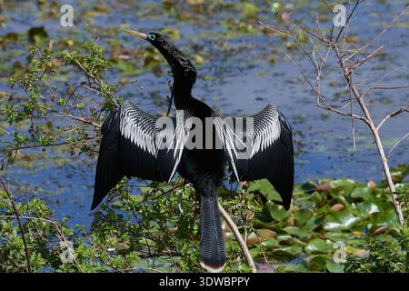 Anhinga anhinga leucogaster, Amerikanischer Schlangenhalsvogel, uccello serpente, anhinga Foto Stock