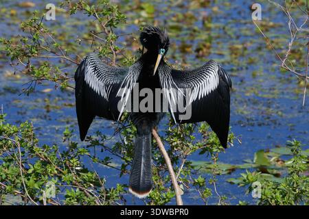 Anhinga anhinga leucogaster, Amerikanischer Schlangenhalsvogel, uccello serpente, anhinga Foto Stock