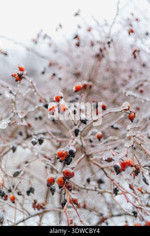 Ghiaccio nero sui rami di rosa selvatica dell'anca in inverno Foto Stock