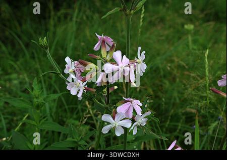 Fiori rosa pallido di soapwort (Saponaria officinalis), primo piano nel nature.Common di soapwort con fiori rosa pallido. Saponaria officinalis pianta di famil Foto Stock