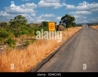L'elefante africano, Loxodonta africana, si trova vicino ad un segnale di avvertimento del limite di velocità su un'autostrada non recintata attraverso il paesaggio asciutto della savana in Botswana, A. Foto Stock